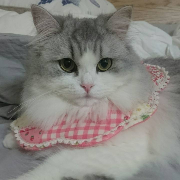 Cf6b113e 87e3 42ac 8c17 37967d520046 1507973016650