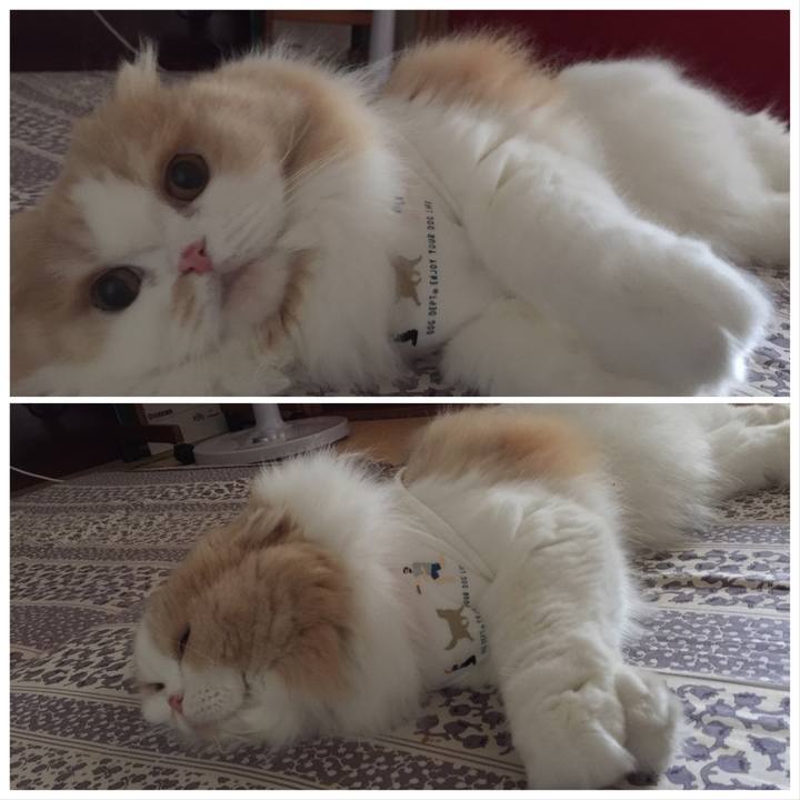 Cf6ca4d0 d1f3 4a3b 88da acdc18b945ef 1566513027220