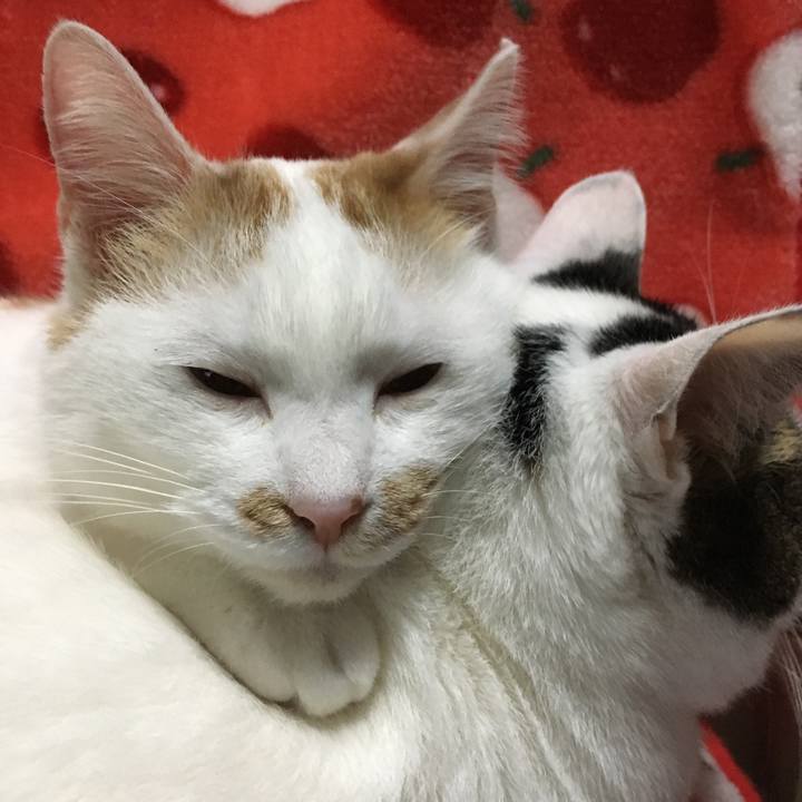 Cf6d0a13 fdc5 4308 83f8 78d4332df2a6 1513261114831