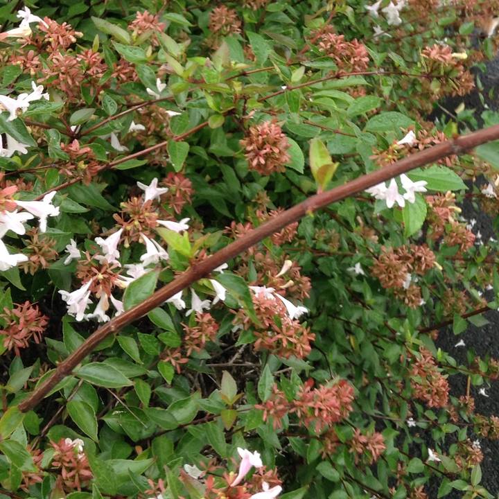 Cf6f0f5d f272 4073 a0b1 d3e9733cc9ff 1537948470953