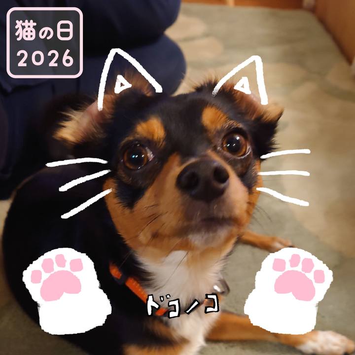 Cf7108d5 affd 486b b778 b80950b2d684 1771717844124