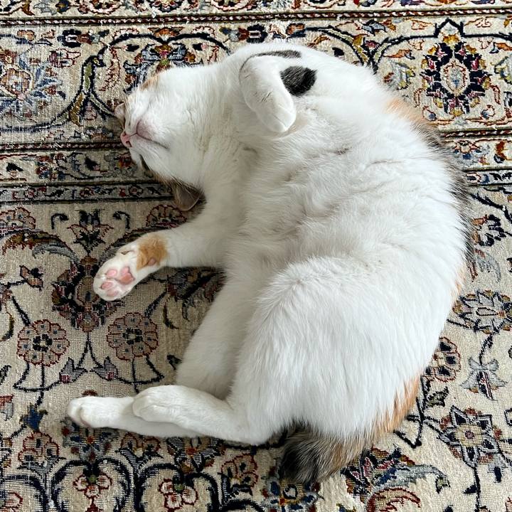 Cf71d5f5 e25e 442a a4a5 67803b2d2124 1763505385522