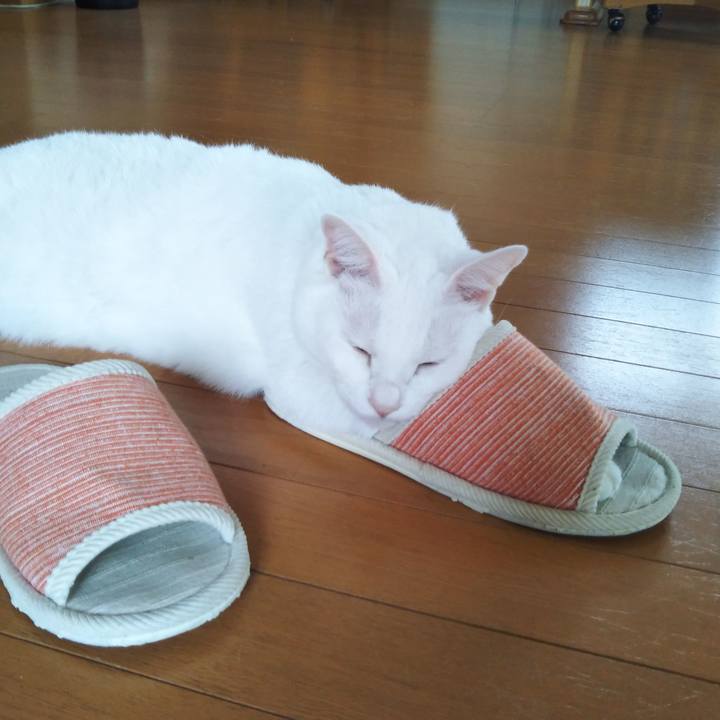 Cf72e2e7 7bf8 409c a068 40ee9c749f51 1602292738828