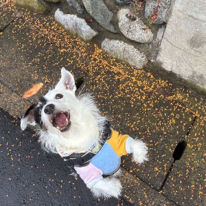 Cf800837 9aa0 4cab 8c8f de6386aaad3c 1761348423363