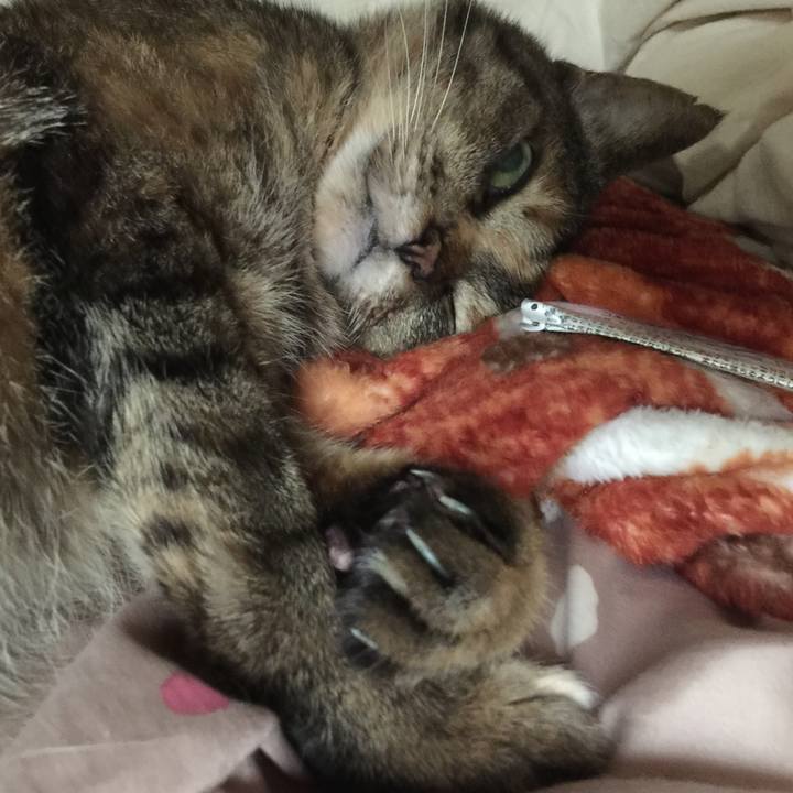 Cf805a49 0326 4ef3 9e7b 4fb101ab0346 1530067863162