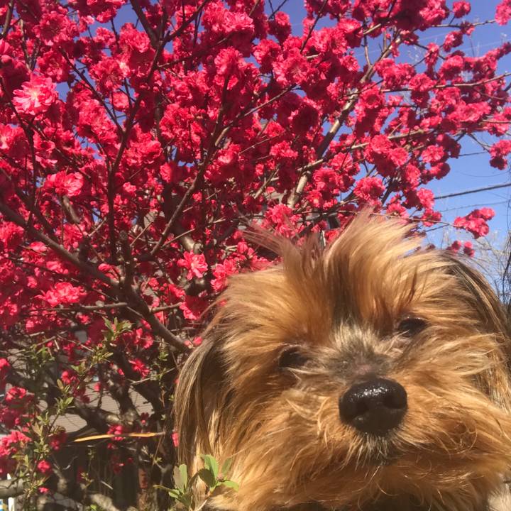 Cf83574b 4a82 443c a7c9 00207ae4b8f8 1522722568309