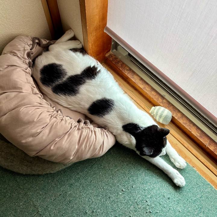 Cf83efcc ba90 41ce 977e e78fc0556440 1759408958085