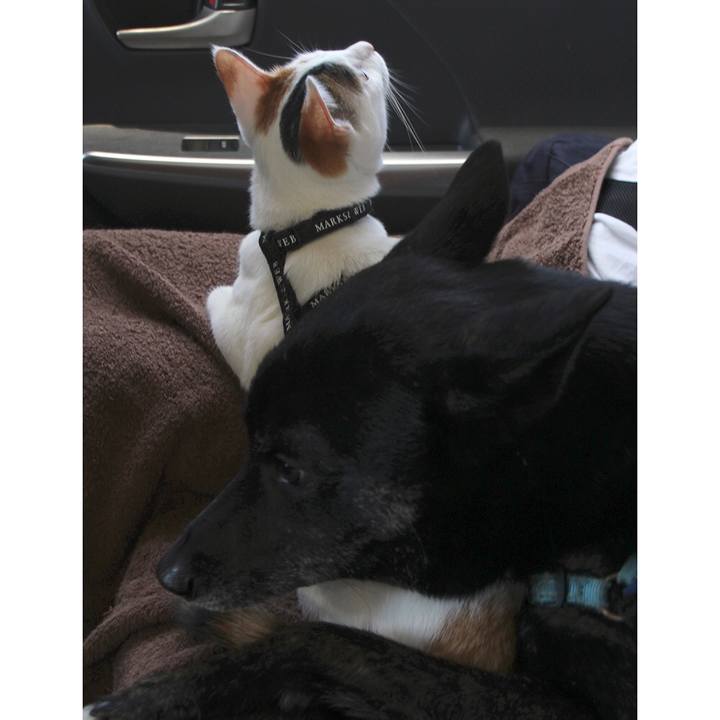 Cf8a74e3 5ce0 4958 859e 578cc16943da 1570489714989