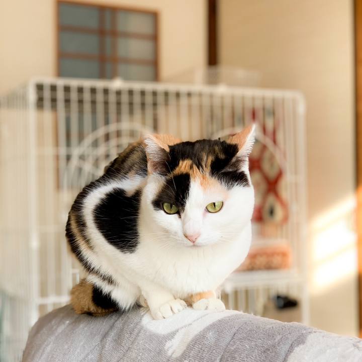 Cf8b3eae 422c 42b0 9f94 4275a1973160 1590715871739