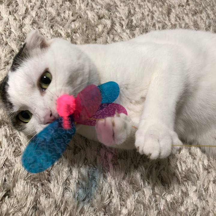 Cf8e7ea6 2296 482f 8b98 0858092306d8 1531223437007