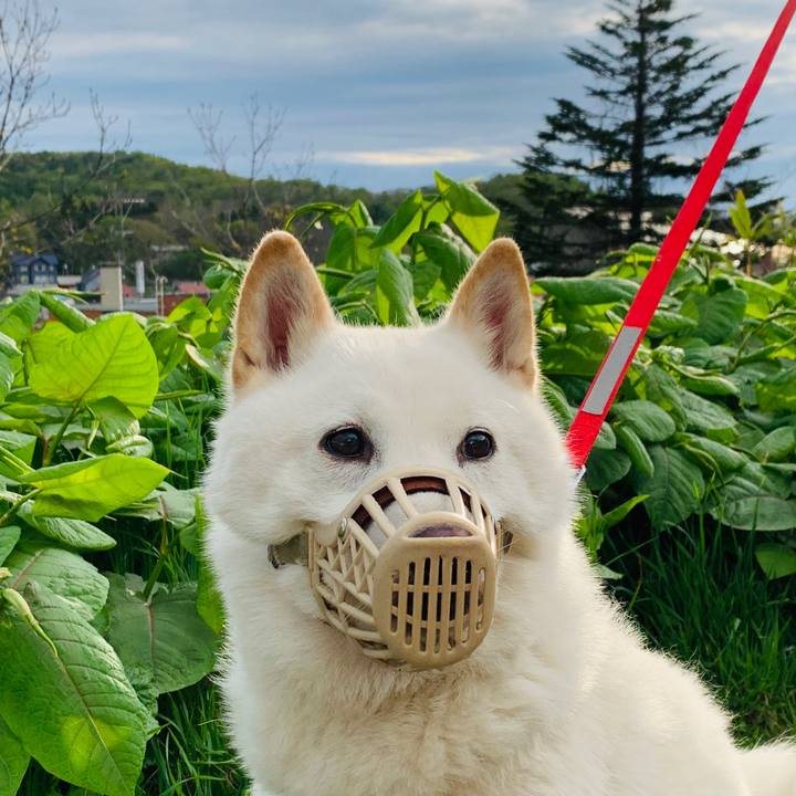 Cf8eff08 208e 46cc b913 365f9ab7b542 1589416979076