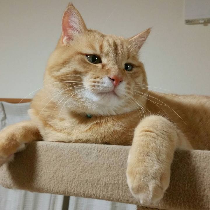 Cf903ebd bc88 408f a300 97f9fe02b287 1513777047866