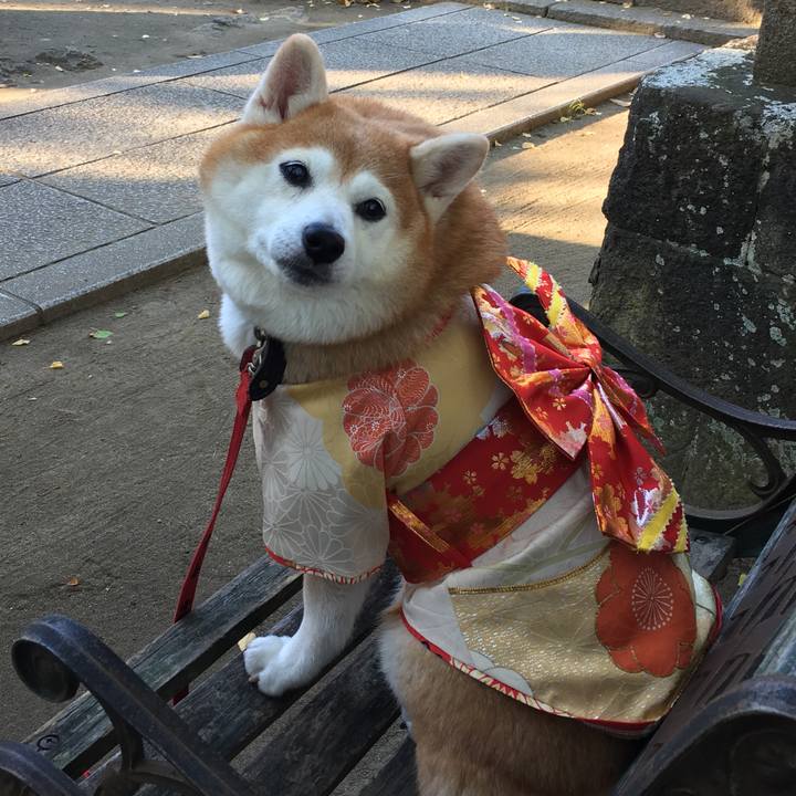 Cf9081ee 46c6 43ea b83c 7970634f8727 1542453563679