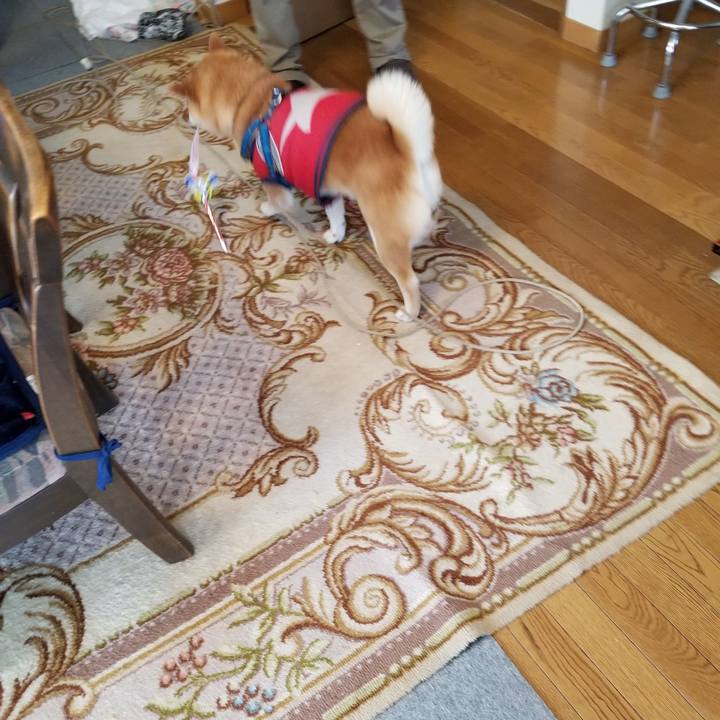 Cf929af6 6060 430b ae34 b1559b254f6e 1552528746353