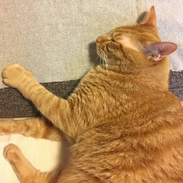 Cf9546a5 d710 49d6 9c57 1cdac8cffa85 1531025725769