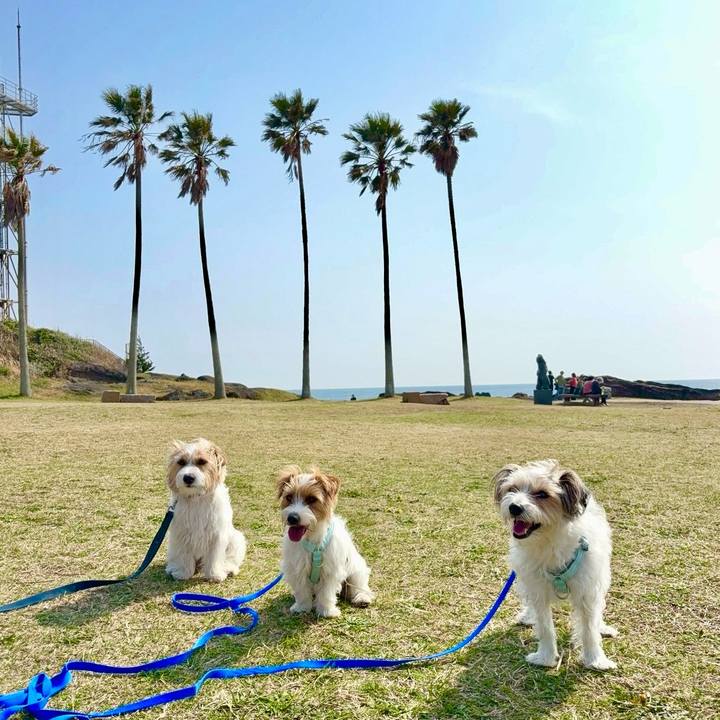 Cf96ef0f 587e 4313 a689 b39eccf8f0ef 1774788364456