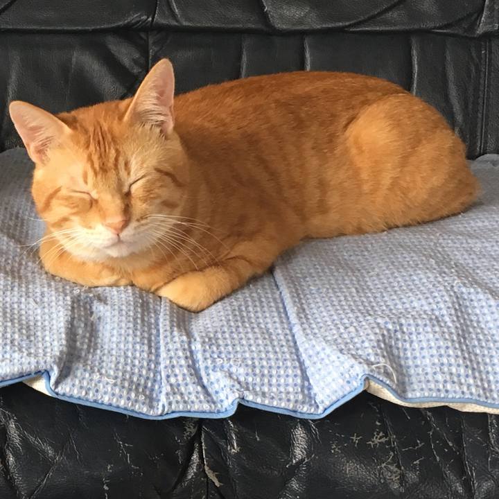 Cf994951 3de8 41bc 87d6 d464c40bec9f 1532241964622