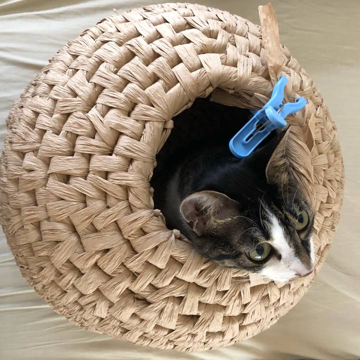 Cf9a727d da3a 4129 a0a0 97985db704ca 1527316766117