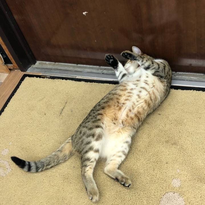 Cf9dc707 d106 4244 b1b8 8bb5f621535b 1617889879740