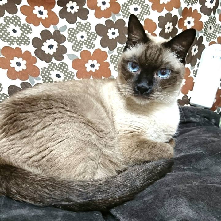 Cf9e6b34 4684 4bc1 848e fafffe2e99d3 1544483514513