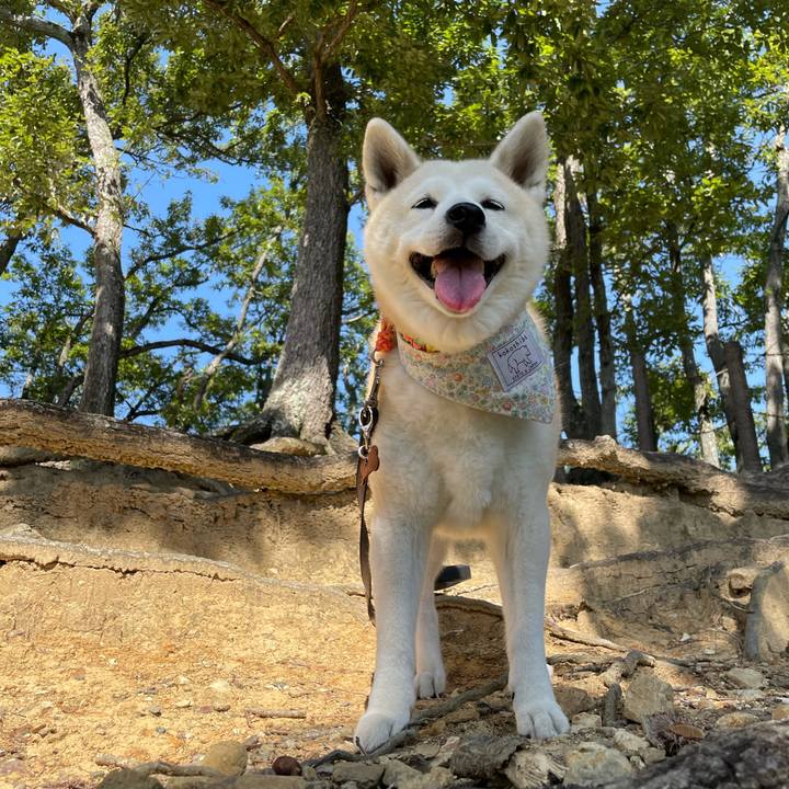 Cf9e7b32 8fcc 42a9 8e8a 4e62a9d3084e 1633327796559