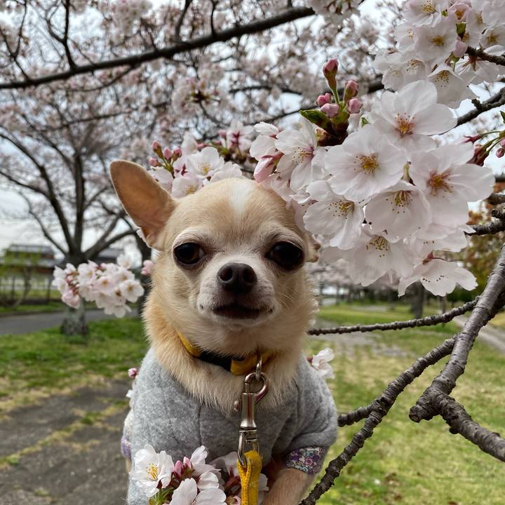 Cf9f7bb6 c39b 43b2 a659 6955f91af9e6 1585562932159