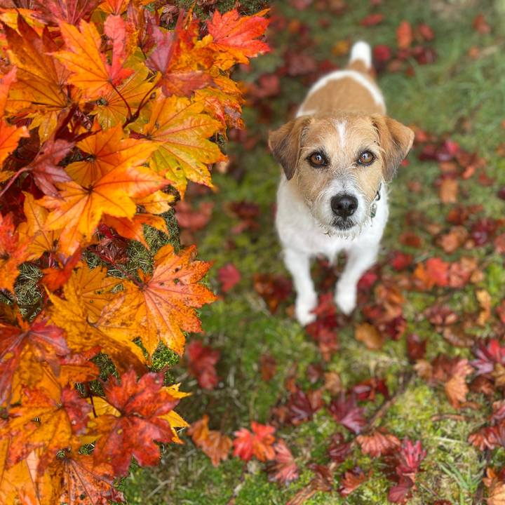 Cfa12efa 7d48 4eb4 8fdc 9f212923c3c1 1602765530755