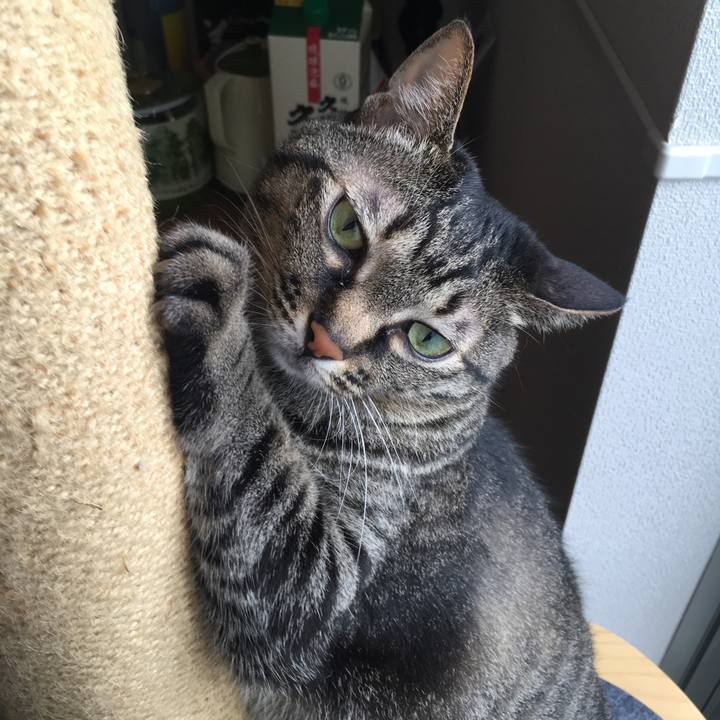 Cfa2e1a3 714a 4a8c bd1b d498ad1ce66e 1592869588666