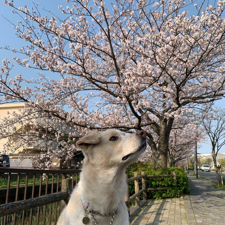 Cfa3b1f5 6750 448e a492 8d05a86495e6 1554596693295