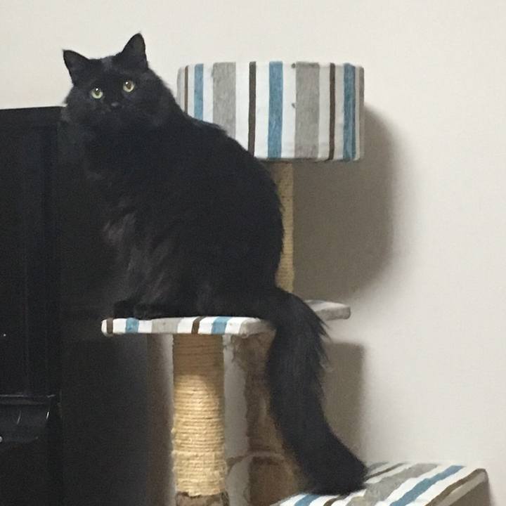 Cfa3dea0 64ca 4bcd 8f06 4015a2b2bb8e 1517329602474