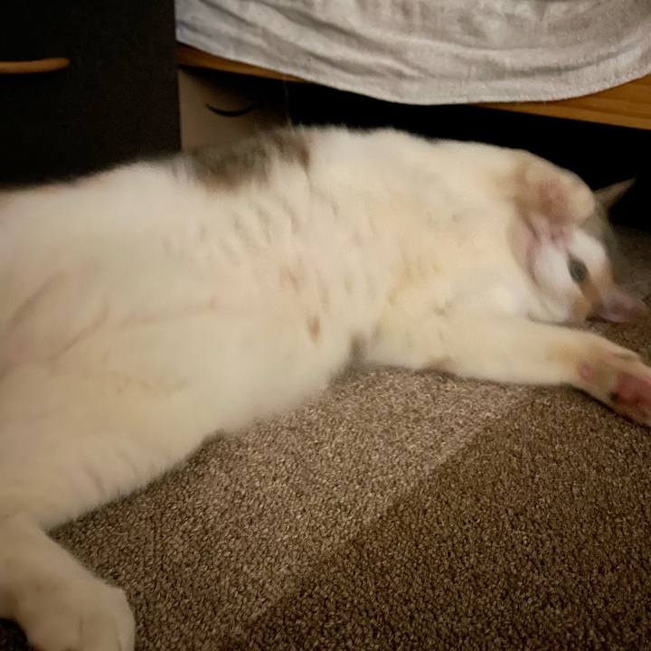 Cfa447a4 4946 4d78 8509 81461c7b55ad 1716290204272