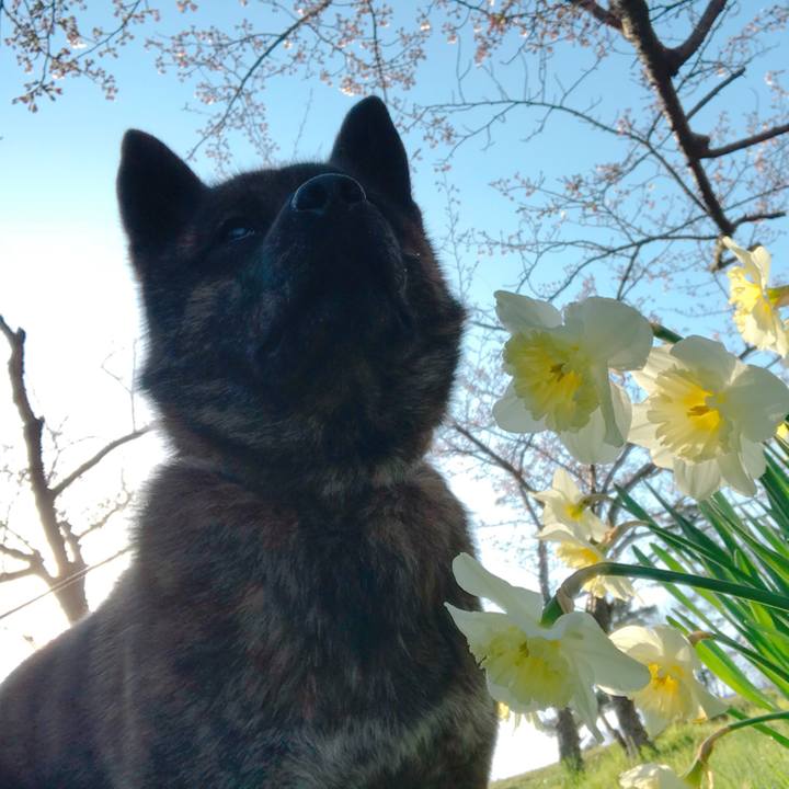 Cfa4693c a42d 4ade bcdc 68f0ec6bf93a 1522883416947