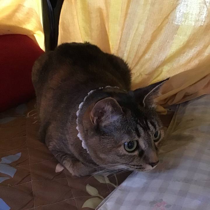 Cfa52721 c2c7 4c8b 9847 ea241304a6c9 1686657128788