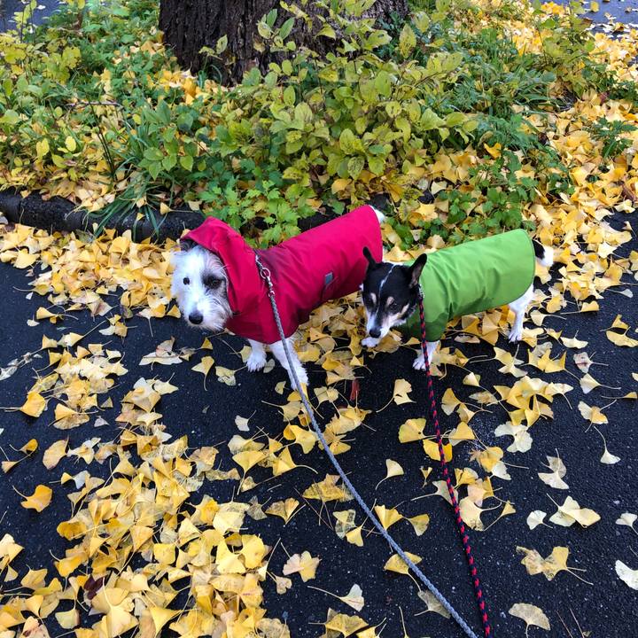 Cfa983a7 4298 49c6 b72c 268676824186 1575418491077