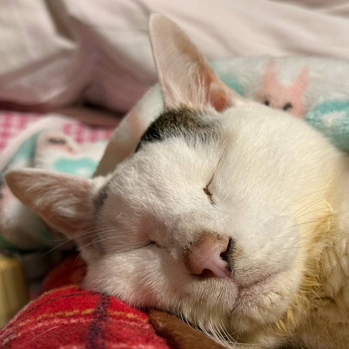 Cfa9b227 200c 4a1a be65 f86526b325a0 1767619148184