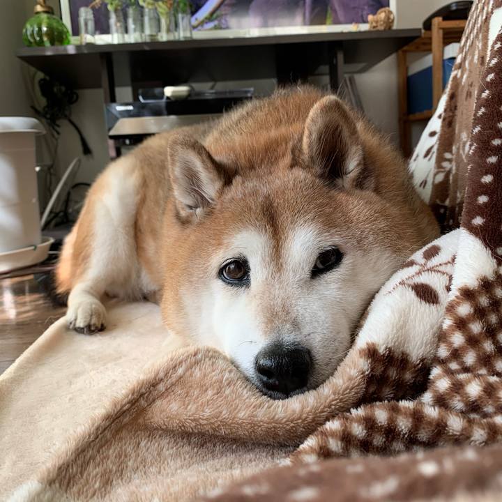 Cfac246d 1392 4568 bf43 2961134c4ed2 1573359098315