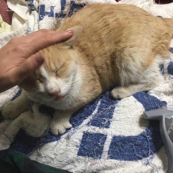 Cfac52fa b2b2 411e a011 47d20a8d74b6 1546160744535