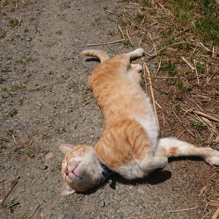 Cfacb3a1 d706 4239 9b91 a7b6c11e3fab 1558237044362