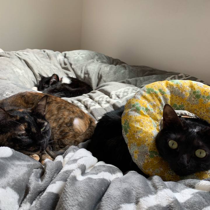 Cfad64e4 2ff3 4fde 913b f70ea352504d 1550809242412