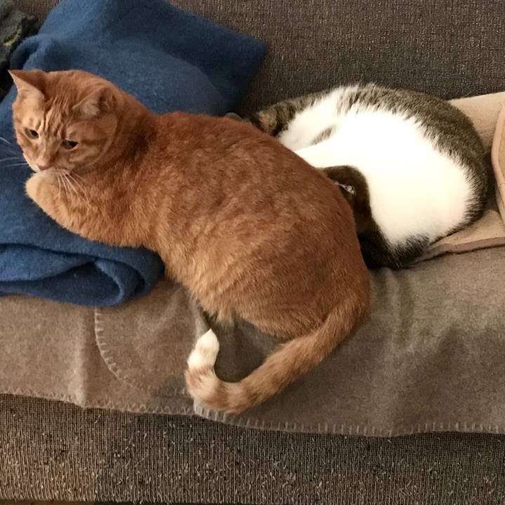 Cfad8034 63a8 434d b48c 600bfd2ee56b 1575806682536