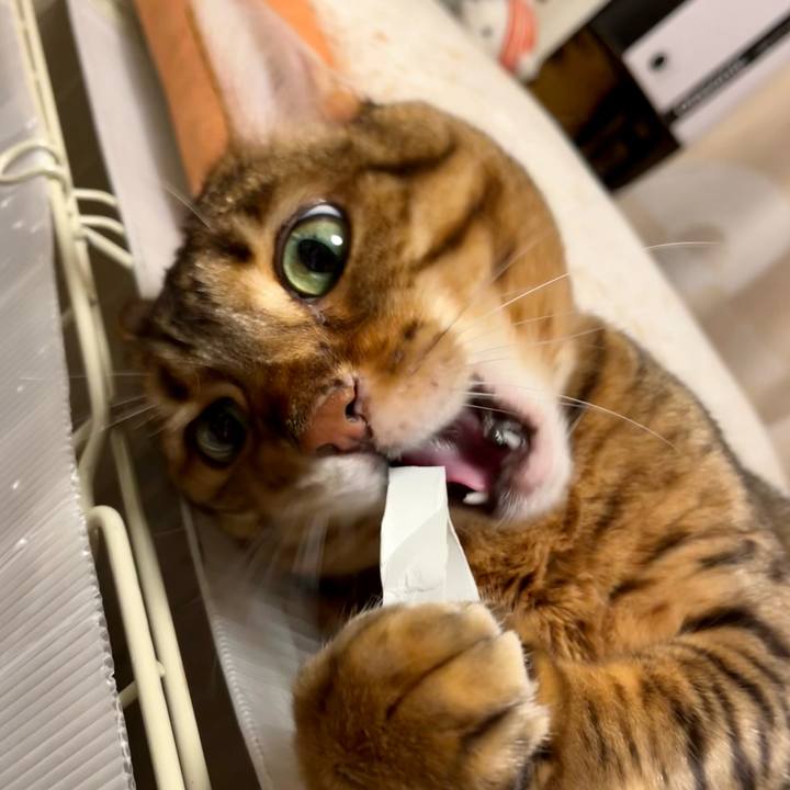 Cfae32a6 d91a 4bfa a0ae 173116baa365 1683009165500