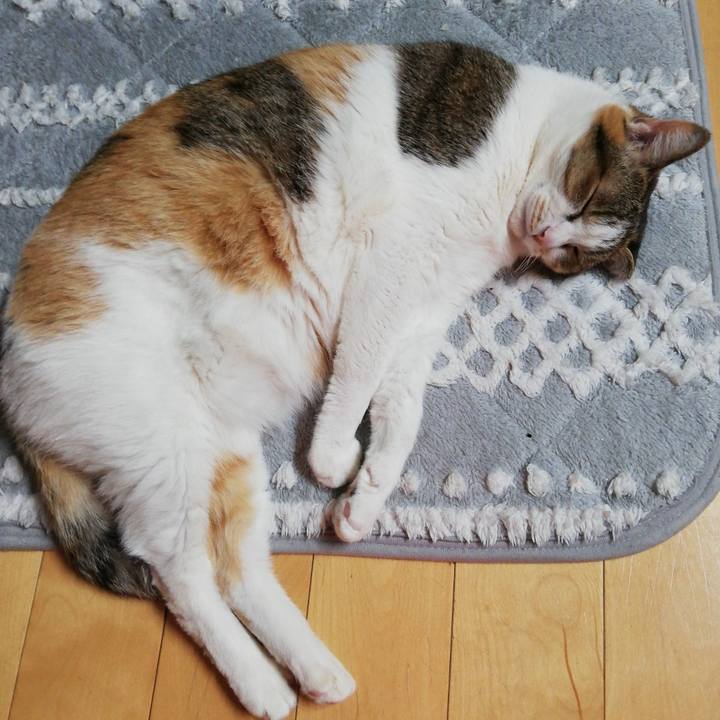 Cfb073c0 262a 4cea 86a4 b1599c1415f1 1709584646472