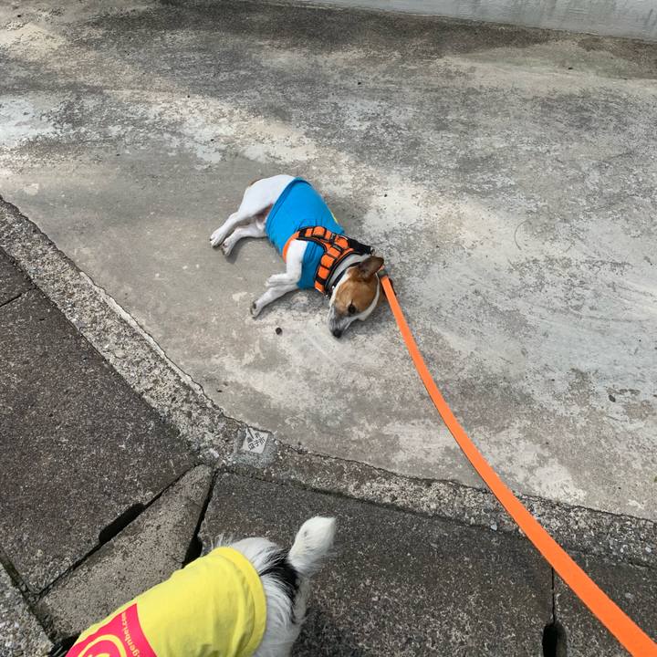 Cfb1e7e6 5257 4f51 8285 5559d83d80be 1587949975483