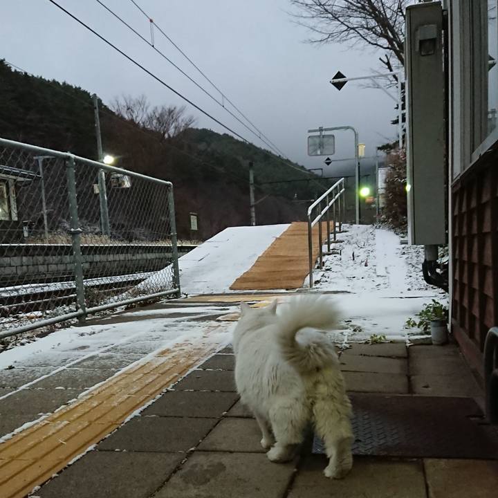 Cfb215a2 9306 4ff1 a972 e2bee60a4d9b 1544737292227