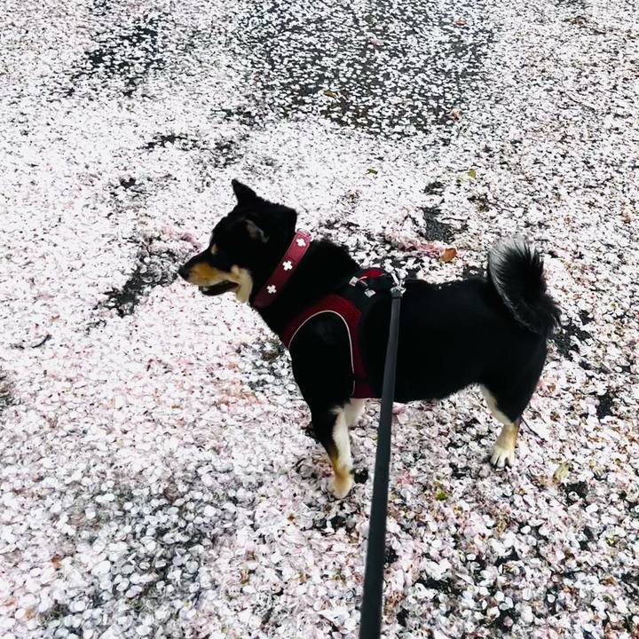 Cfb764f9 4ad6 4f2d a766 a22024e4689e 1712726584476