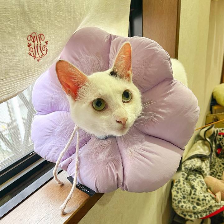 Cfb82648 e72c 4851 b281 ead16428de25 1759186151272