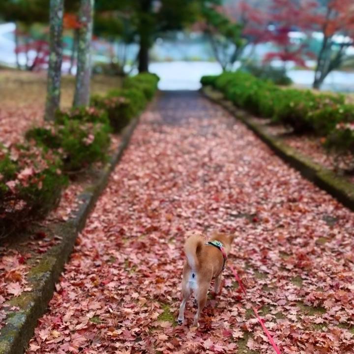 Cfb8cdbb e3b9 42af bbd0 4bcc34977388 1667776254426