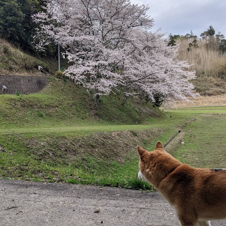 Cfbf002c c932 4e2c a2f0 17ccccd3e5bd 1712400912101