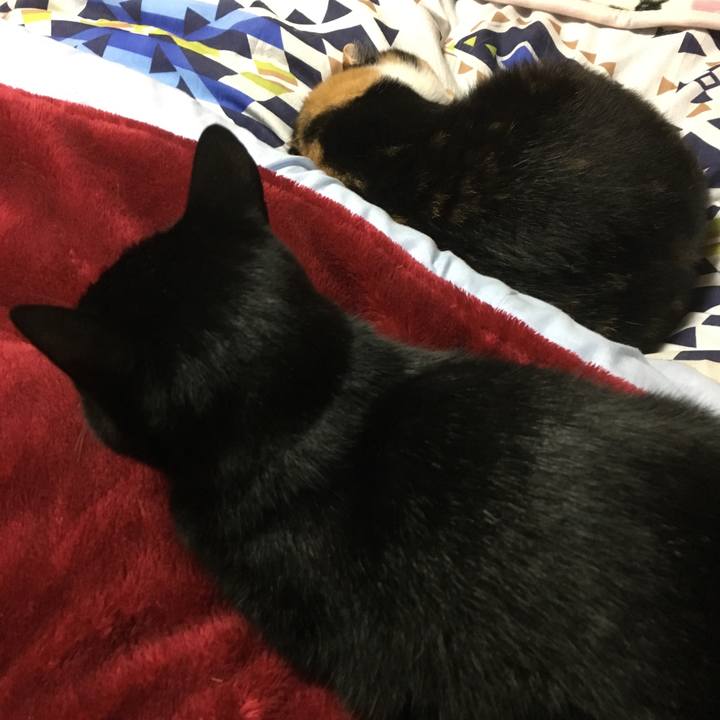 Cfc1e850 cc13 4d33 a290 765fdbc235fa 1509893838186