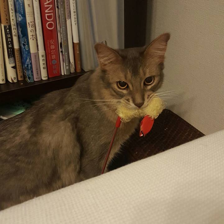 Cfc21fca 64c5 4eee 86bd 47c26f80af09 1528460970851